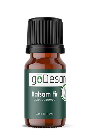 Balsam Fir